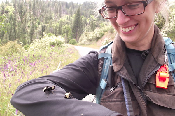 Protecting Sierra Pollinators banner photo